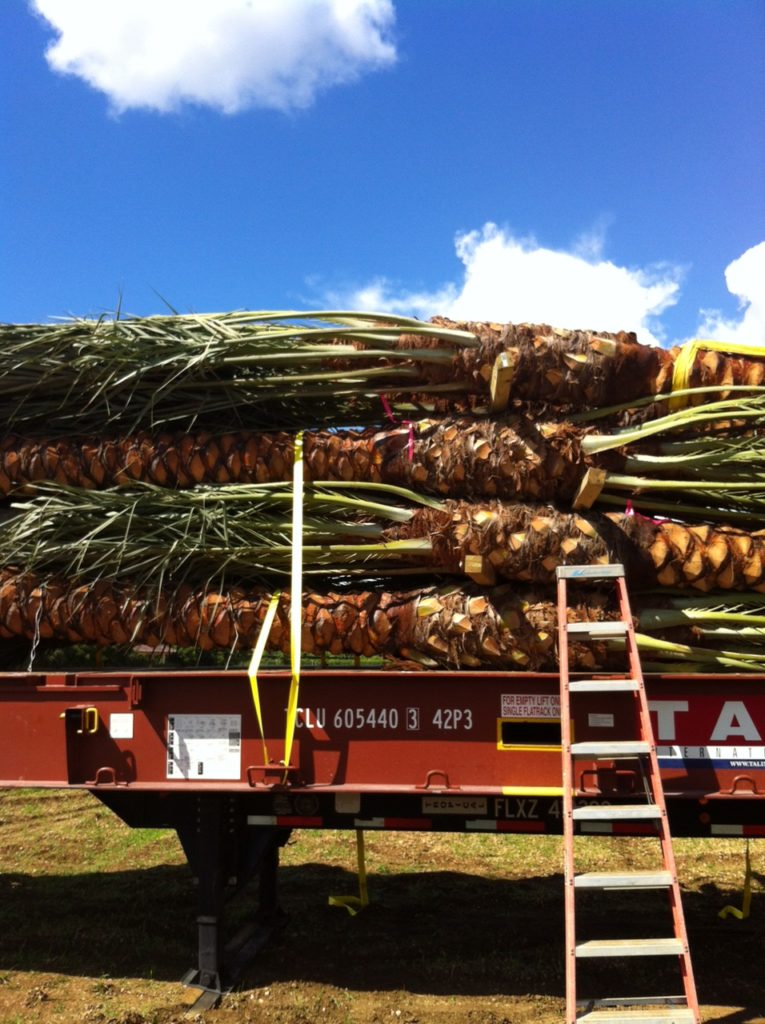 'Medjool' palms prepped to ship to Nassau, Bahamas